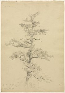 Pine Tree, Conway, New Hampshire — Dejvid Džonson, Hudson River School