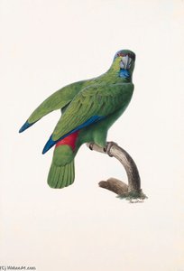 Amazona Festiva - — Jacques Barraband