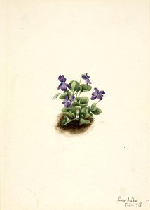 Purple Mountain Violet (viola Adunca) — Mary Morris Vaux Walcott
