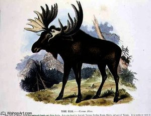 The american bison