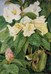 Rhododendron Nuttallii And Tailor Bird, North India — Marianne North, Victorian Botanical Painting