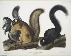 Sciurus Capistratus, Fox Squirrel. Natural Size — John James Audubon
