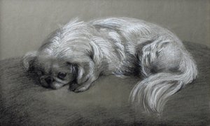 Pekingese — Horatio Henry Couldery