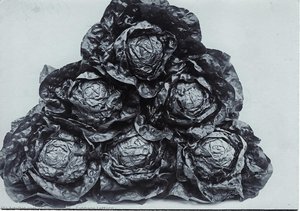 Cabbage Lettuce — Charles Jones, Realist Observation