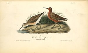 Curlew Sandpiper. 1. Adult Male. 2. Young — John James Audubon
