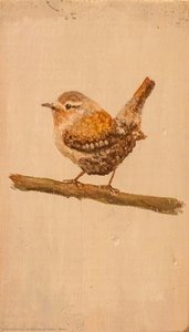 Wren — Jacklyn Devon Taylor