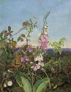 A Summer Hedgerow — Albrecht Dürer, Northern Renaissance