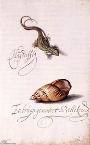 Lizard And Shell — Balthasar Van Der Ast