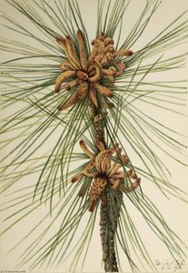 Loblolly Pine (pinus Taeda) — Mary Vaux Walcott