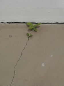 Weeds — Yoshihiro Suda