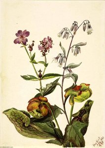 Meadow Beauty (rhexia Virginica), Rattlesnake Roat (nabalus Albus), Pitcherplant (sarracenia Purpurea) — Mary Morris Vaux Walcott