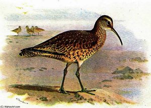 Eskimo Curlew — Archibald Thorburn