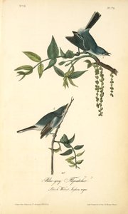 Blue-grey Flycatcher. (black Walnut. Juglans Nigra — John James Audubon, Naturalist Illustration