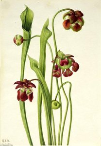 Hybrid Pitcherplant — Mary Morris Vaux Walcott