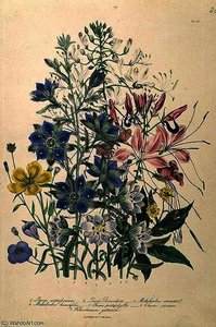 Cornflower