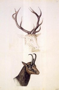Naturstudien — Giuseppe Arcimboldo, Manieristische Porträtmalerei