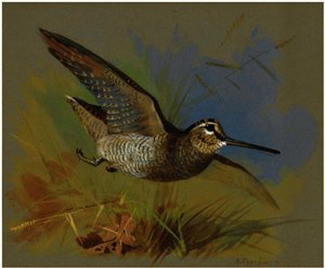 A Woodcock In Flight — Archibald Thorburn