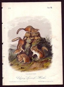 Chipping Squirrel — John James Audubon