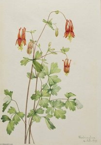 American Columbine (aquilegia Canadensis) — Mary Morris Vaux Walcott