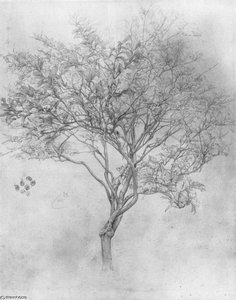 Study Of A Lemon Tree — Sir Frederic Lord Leighton