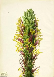 Lechuguilla (agava Lechuguilla) — Mary Vaux Walcott