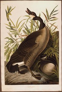 Canada Goose — Robert Havell