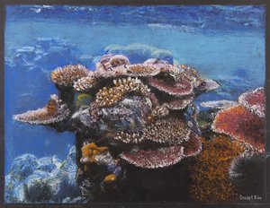Coral Reef — Kim Daniel