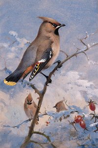 Three Waxwings On A Rose In Winter — Archibald Thorburn