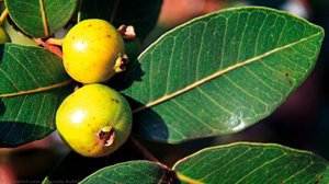 Araçá (Psidium laruotteanum)