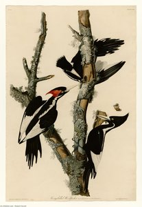 Ivory-billed Woodpecker — Robert Havell