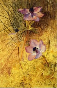 Florentine Wild Anemones