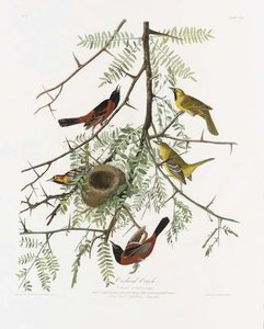 Orchard Oriole — Robert Havell