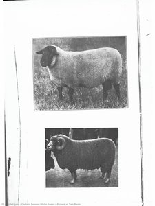 Picture Of Two Rams — Captain Samuel White Sweet