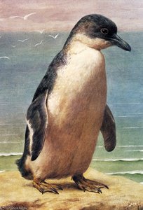 Study Of A Penguin — Henry Stacy Marks