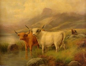 Cattle — John Morris