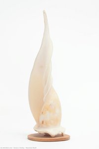 Mounted Shell — Sonia L Farley