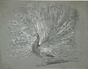 Paon Faisant La Roue — Jean-baptiste Oudry