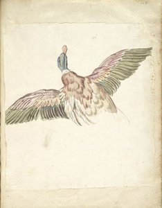 Duck With Wings Extended, Seen From Behind — Jean-baptiste Oudry