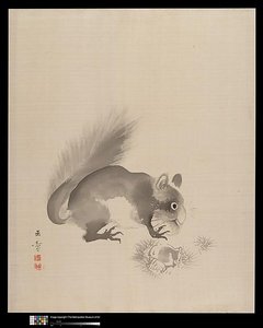 Squirrel Eating Chestnuts