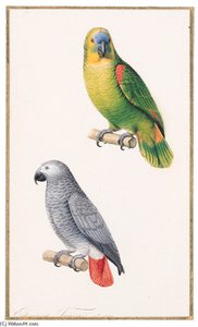 Amazonian Parrot - Amazona Aestiva Perroquet Cendre - Ash-coloured Parrot - Psittacus Erithacus — Edouard Traviès