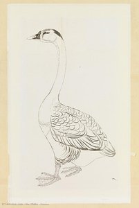 Goose — Xie Zhiliu