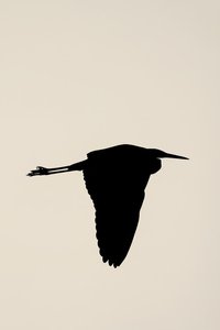 A Singular Grace In Shadow — Pauline Mercier