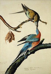 Passenger Pigeon — John James Audubon