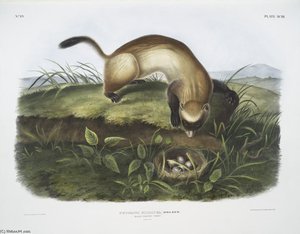 Putorius Nigripes, Black-footed Ferret — John James Audubon