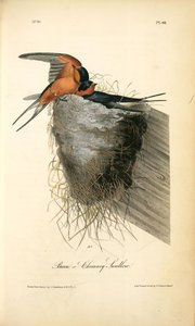 Barn Or Chimney Swallow — John James Audubon