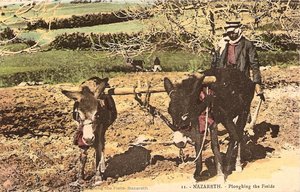 Ploughing the Field, Nazareth