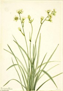 Deathcamas (zygadenus Elegans) — Mary Vaux Walcott