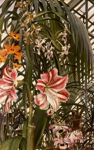 Orchids, Lilies, Palms — Sir Stanley Spencer
