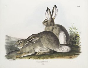 Lepus Townsendii, Townsend's Rocky Mountain Hare. Natural Size. Male ^ Female — John James Audubon