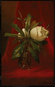 Magnolias — Martin Johnson Heade
